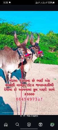 थंबनेल 3