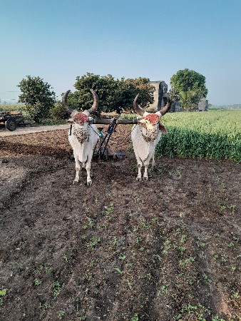 બળદ વેચવાના છે