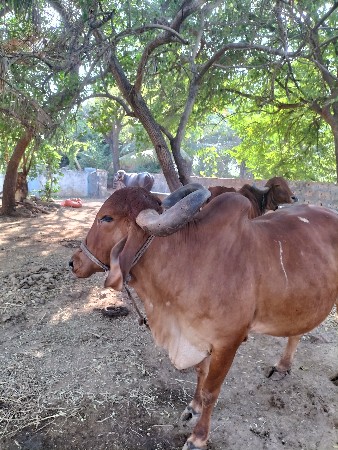 थंबनेल 2