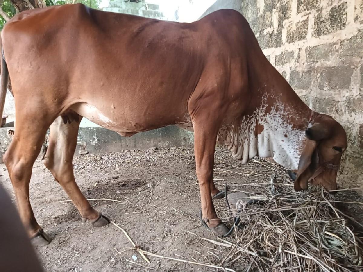 પેલા વેતર ની હોરકી વેચવા ની સે