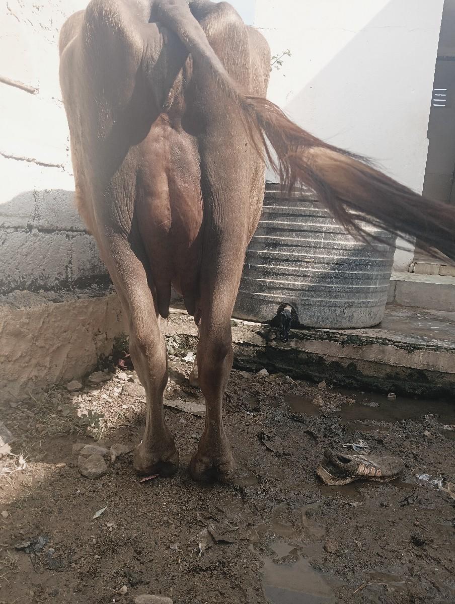 थंबनेल 3