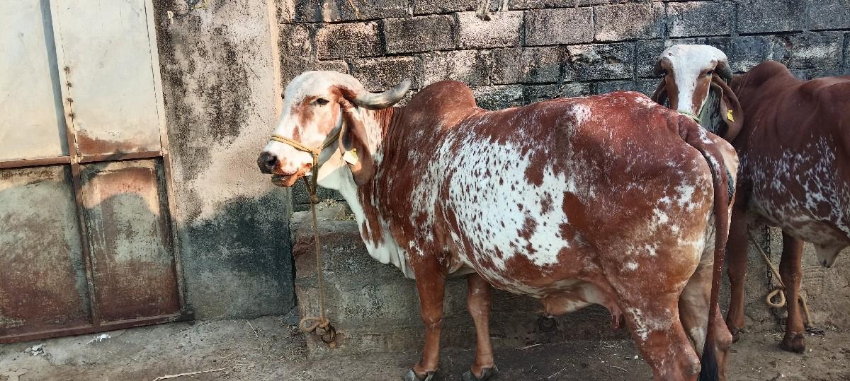 થંબનેલ 2