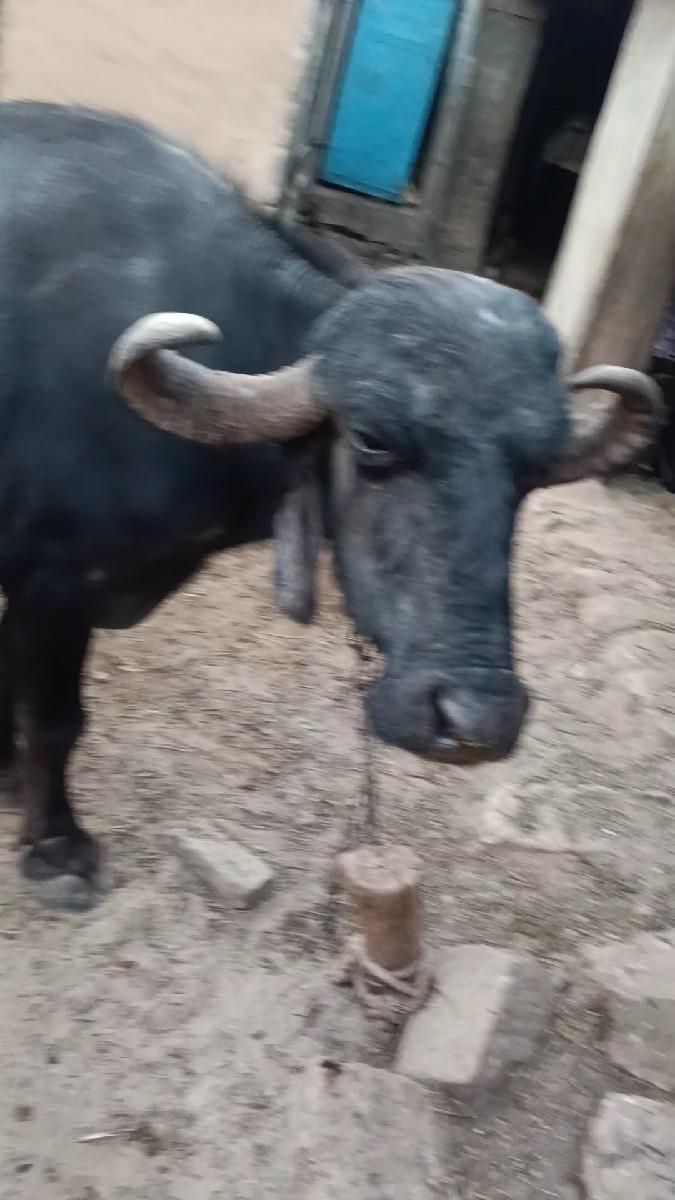 ભેંસ વેચવા માટે હૈ જુનાગઢ કડિયા બે