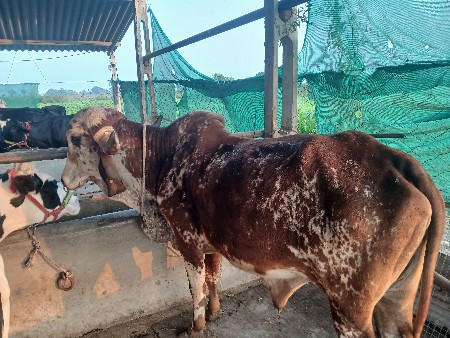 थंबनेल 2