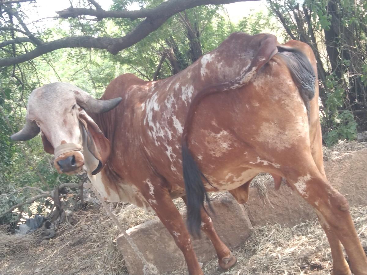 થંબનેલ 2