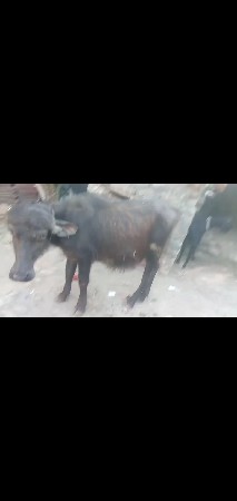 થંબનેલ 3