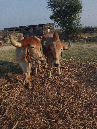 થંબનેલ 3