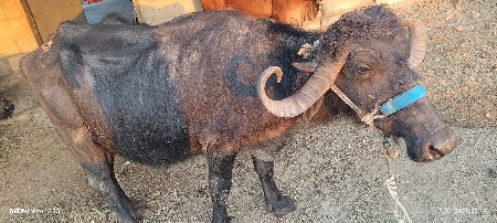 थंबनेल 3