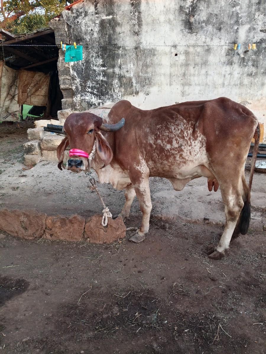 थंबनेल 2