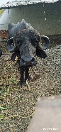 ભેસ વેચવાની છે