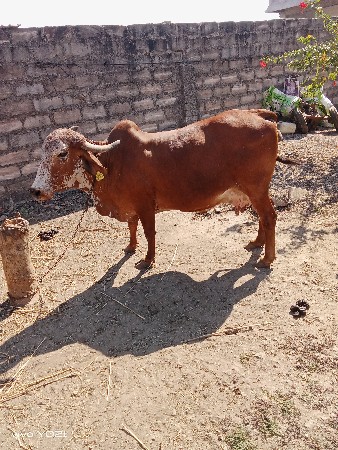 આ ગાય વેચાણ છે.