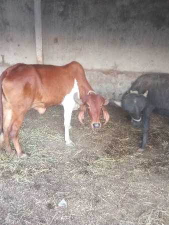 थंबनेल 2