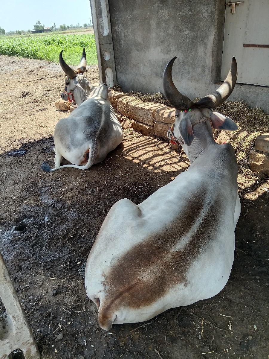 ગોઢલા વેચવાના છે