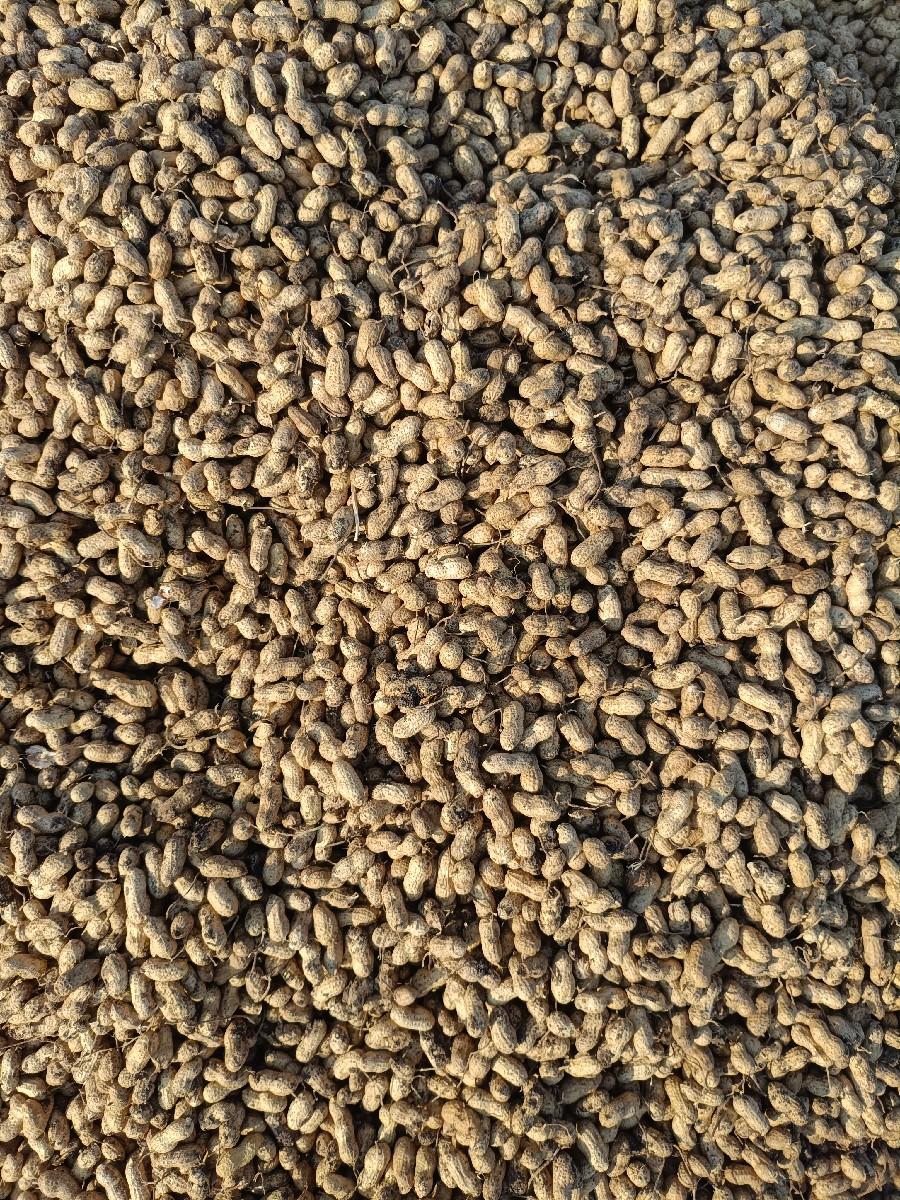 ગિરનાર 4 નંબર મગફળી