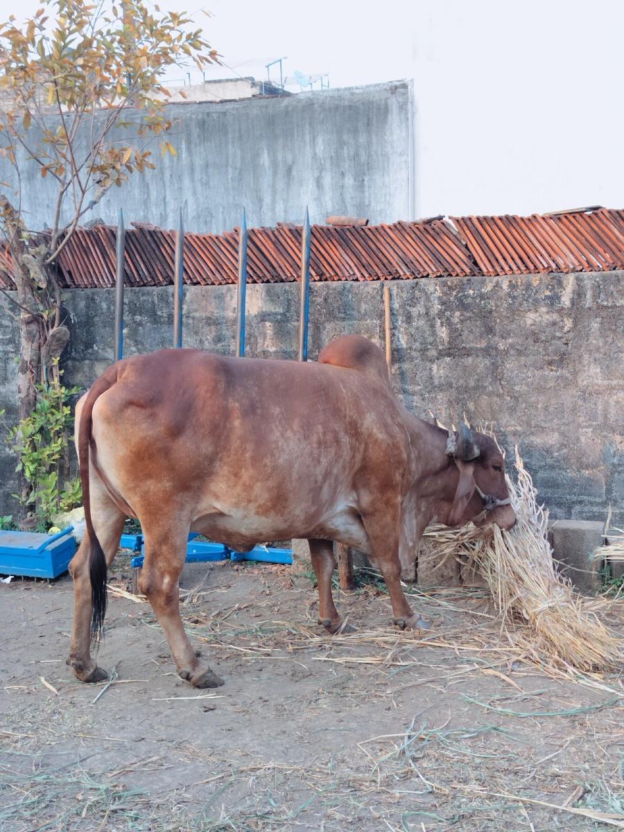 ગાય વેચવાની છે