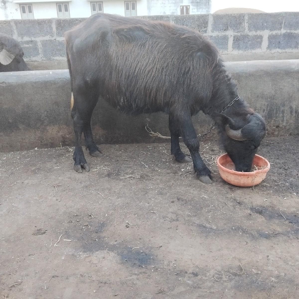 પાડી વેચવાની છે