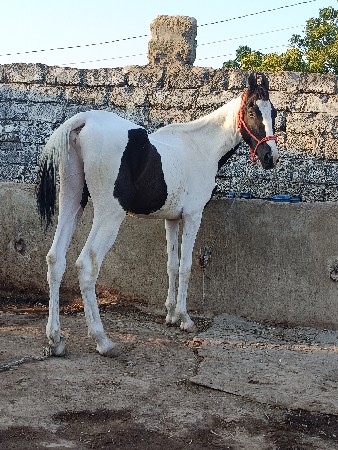 વછેરો વેચવા નો છે