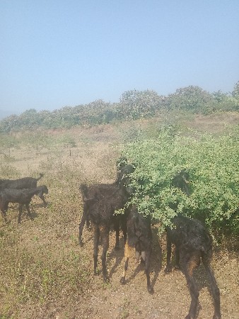 બકરી ઓ વેચવાની છે