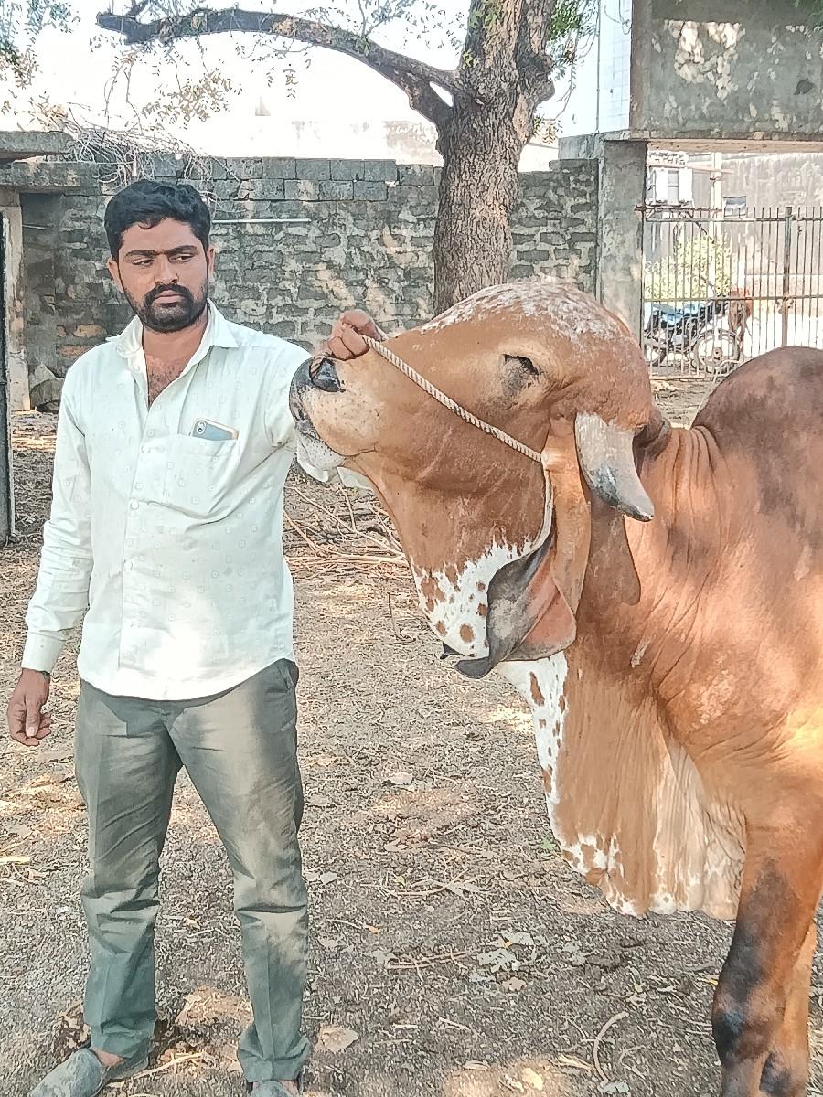 થંબનેલ 3