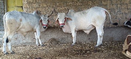 थंबनेल 3