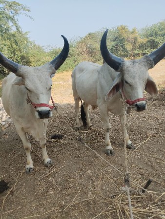 દોઢ લાખ વેચાવ છે
