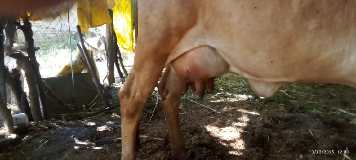 थंबनेल 3