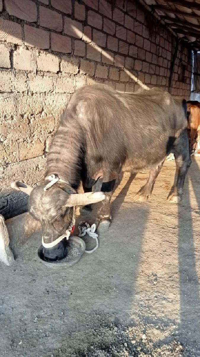 થંબનેલ 3