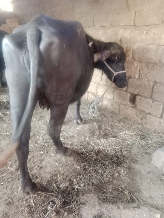 ભેસ વેચવા ની છે