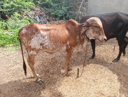 थंबनेल 3