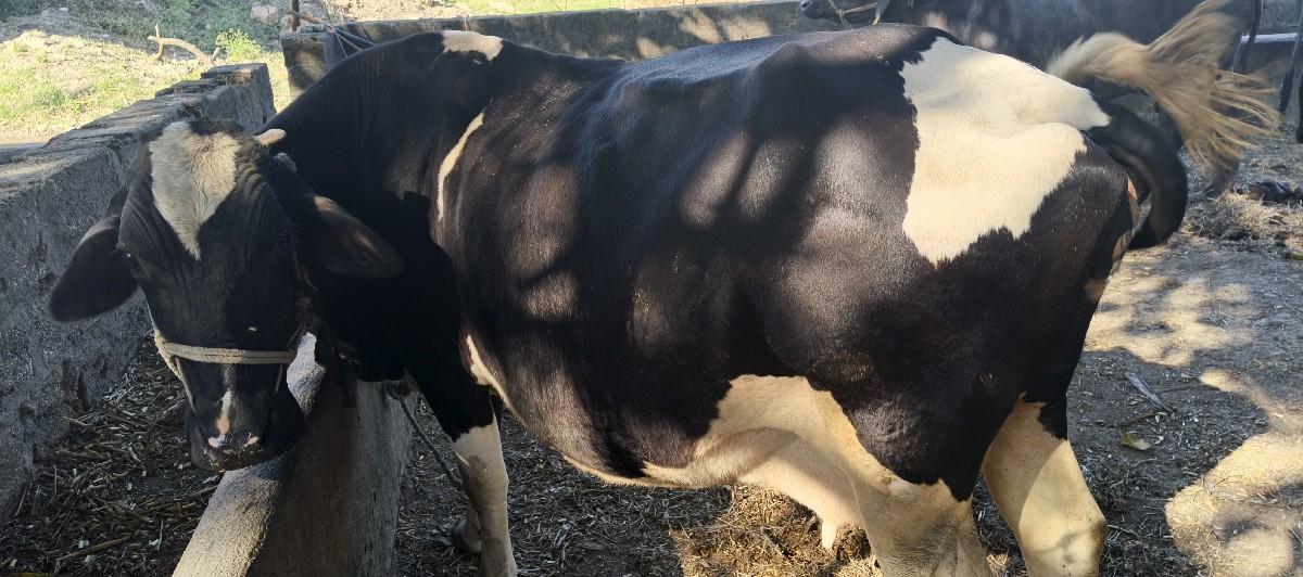 એચ. એફ. ગાય વેચવાની છે