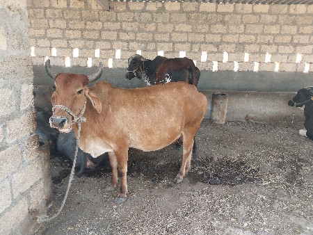 થંબનેલ 2