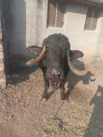 ભેંસ વેચવાની છે
