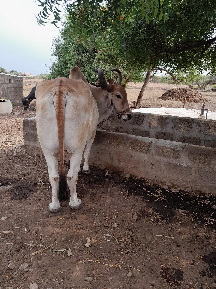 આ બળધ વેચવાનો છે.