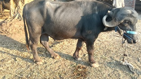 પાડો વેચવા નો છે