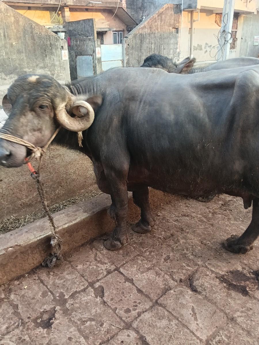 થંબનેલ 2