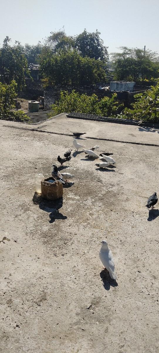 કબુતર વેચવાના છે