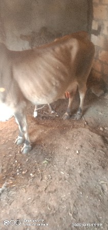 થંબનેલ 2