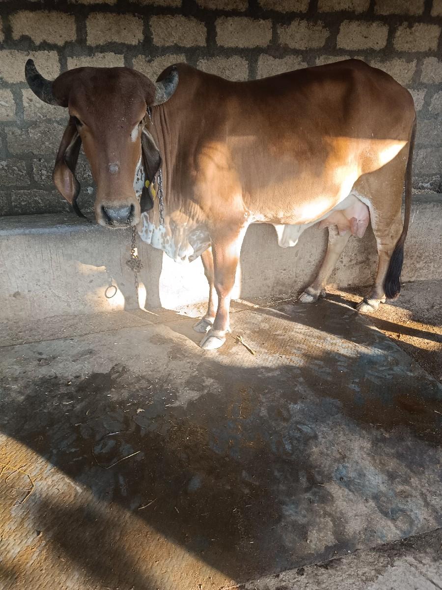 ગાય વેચવાની છે