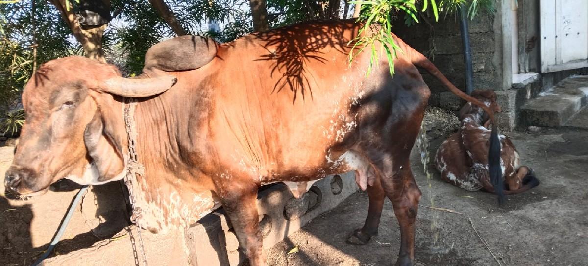 थंबनेल 2