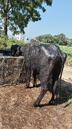 પાર્ટી વેચવાની છે