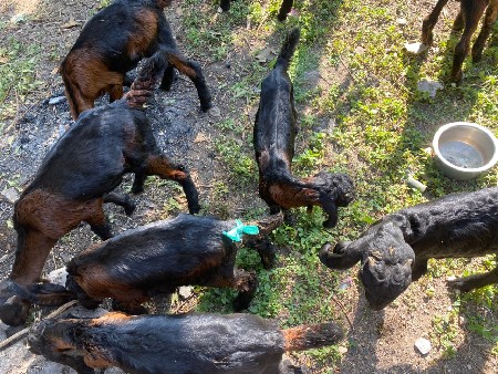 થંબનેલ 3