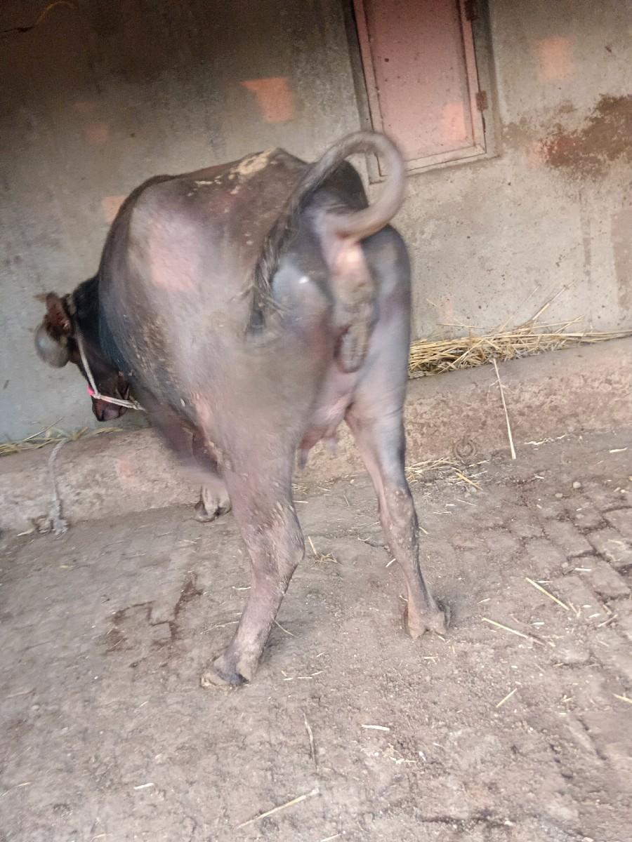 થંબનેલ 2