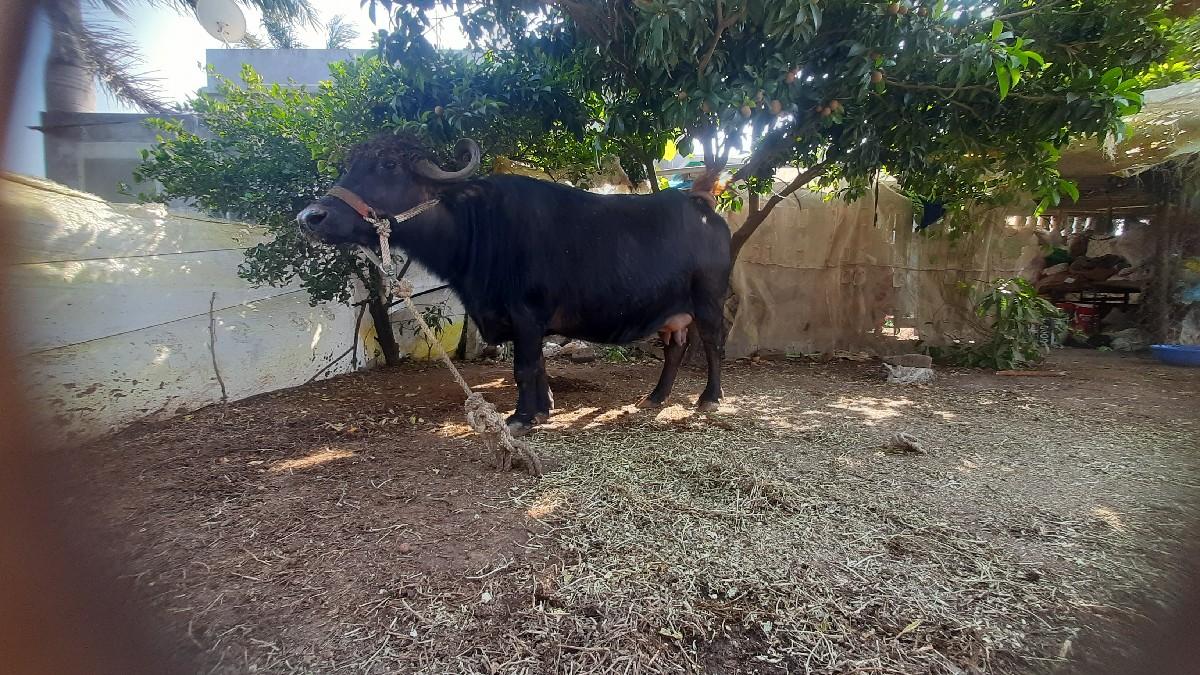 ભેસ વેચવાની છે