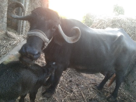 थंबनेल 3