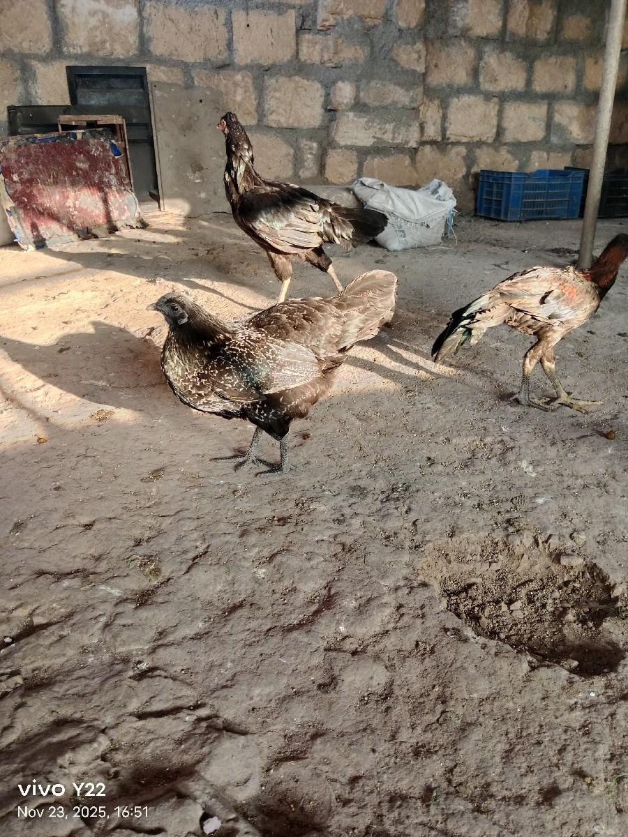 थंबनेल 2