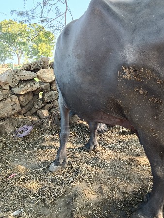 થંબનેલ 2