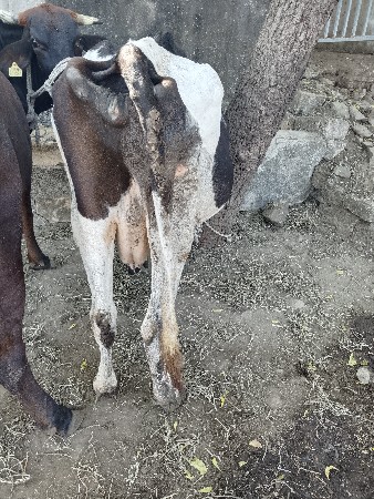 ગાય વેચવાની છે