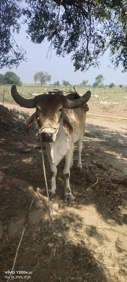 थंबनेल 2