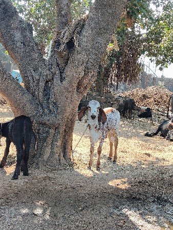 थंबनेल 2