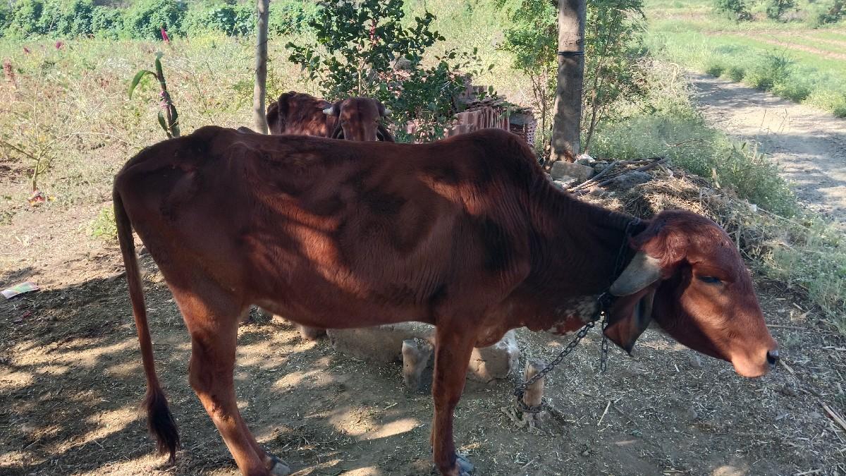 થંબનેલ 2